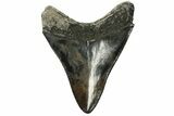 Serrated, Fossil Megalodon Tooth - South Carolina #168162-1